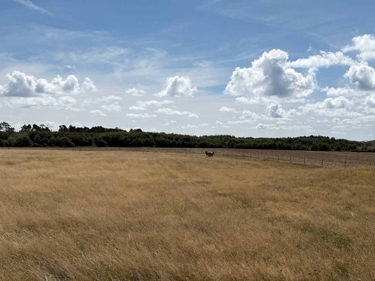 Fahrradtour Amrum: Wattseiten-Tour: Von Süddorf über Steenodde am Deich entlang nach Wittdün