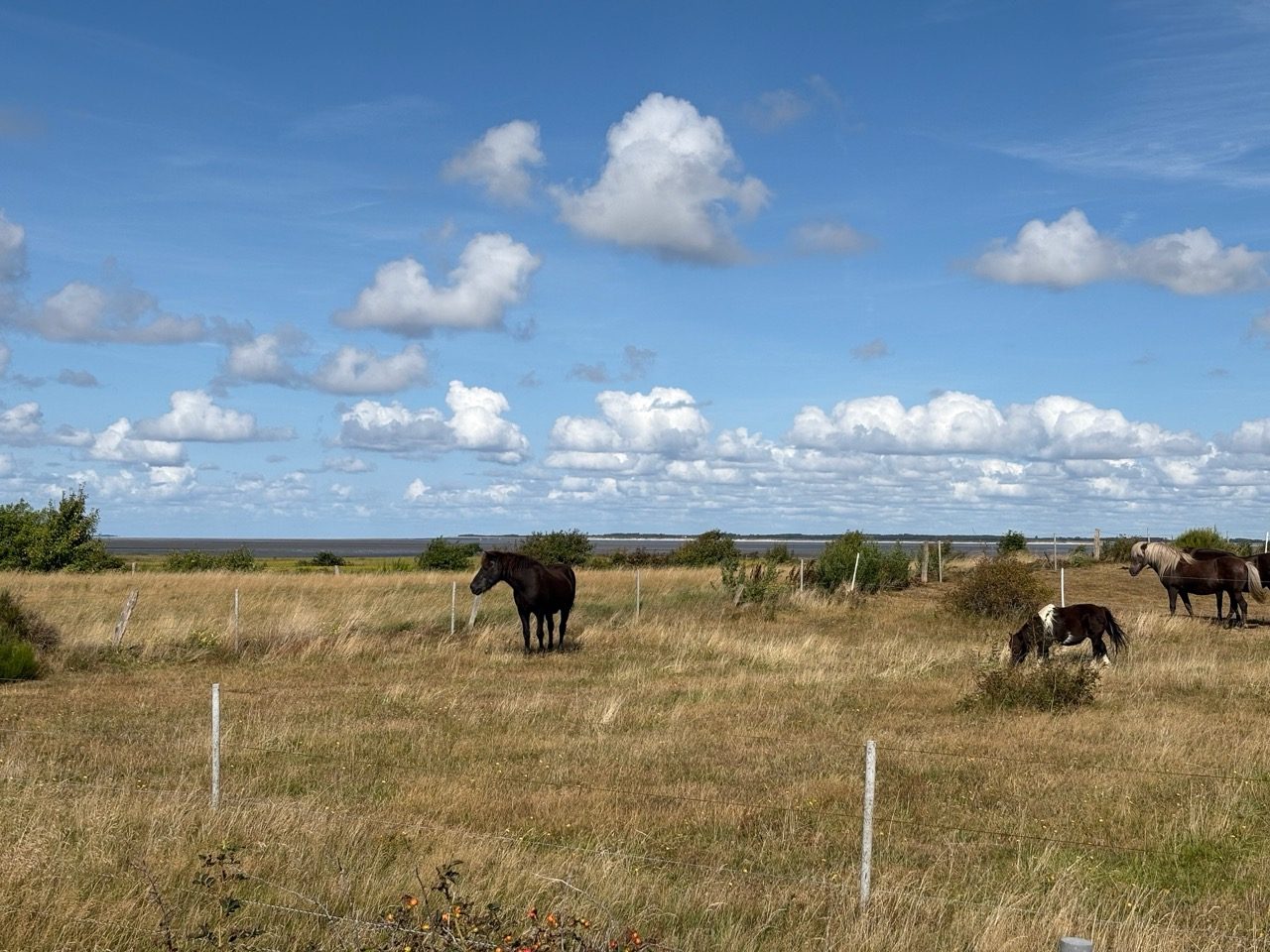 Fahrradtour Amrum: Amrum-Rundtour: Einmal um die Insel – vom Fähranleger über Steenodde, Nebel und Norddorf zum Leuchtturm
