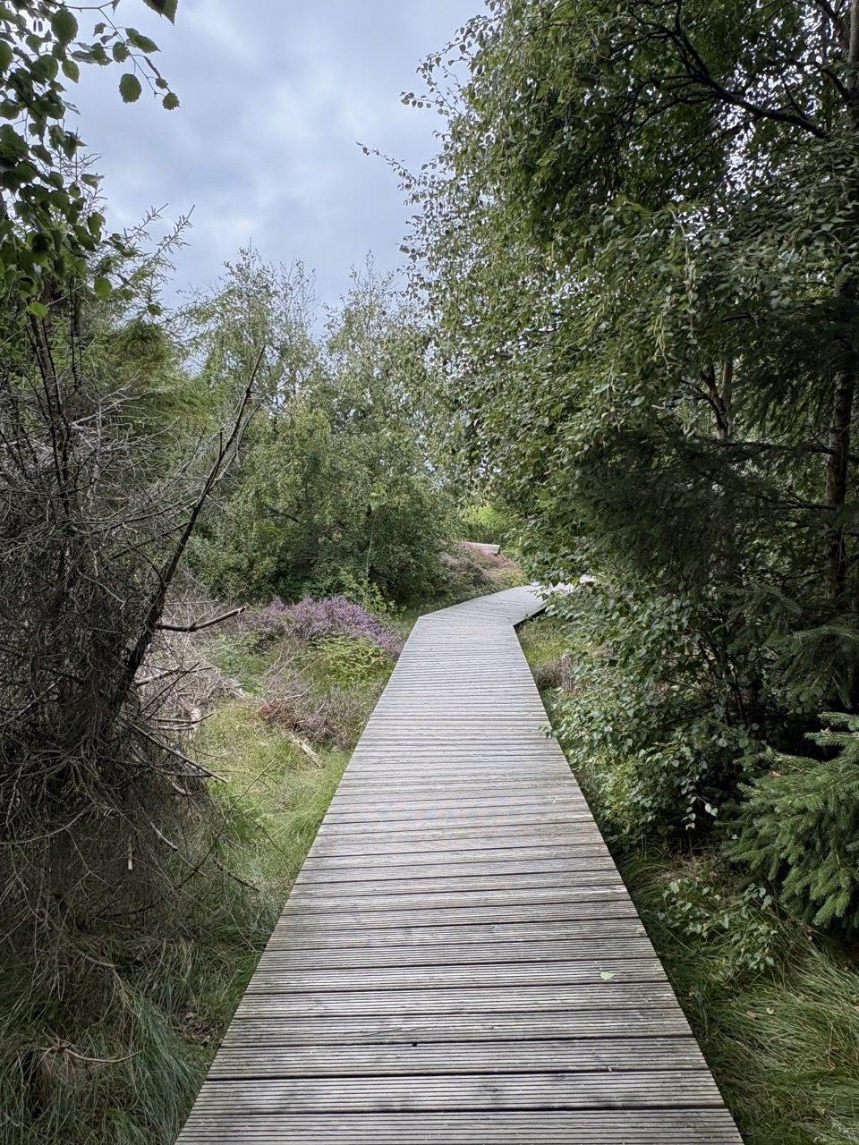 durch den Wald